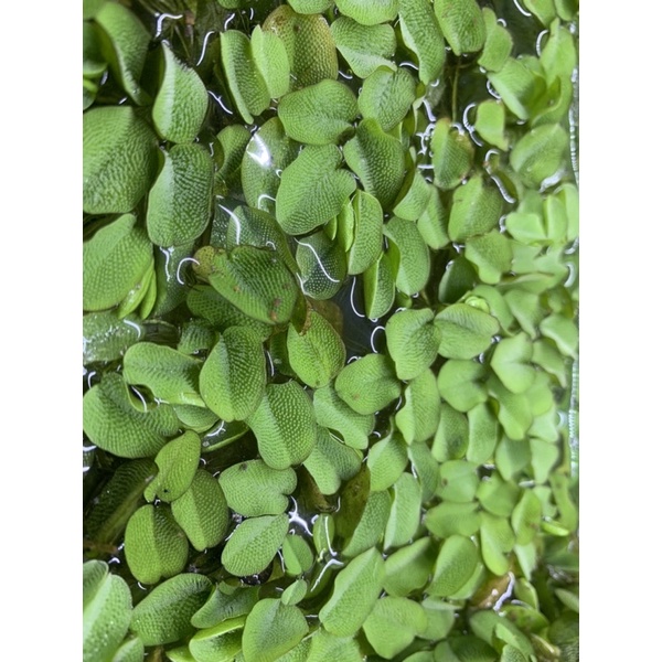 Bèo tai chuột, bèo dâu
