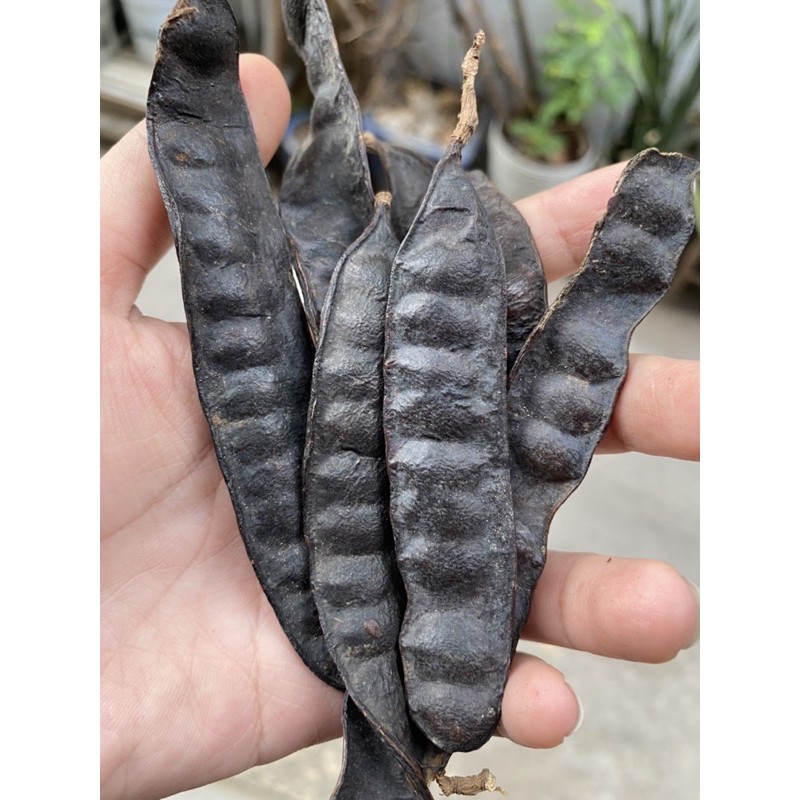 Bồ kết khô 500g