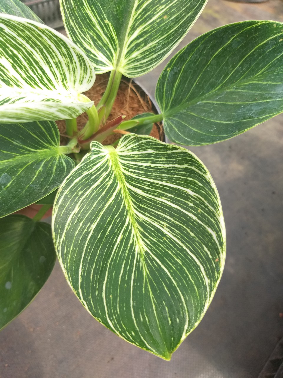 Cây đế vương Kim Cương- Philodendron birkin