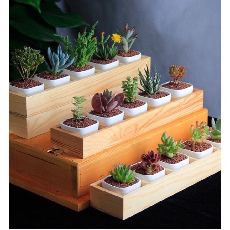 Chậu gỗ trồng sen đá, chậu gỗ decor nhiều ngăn