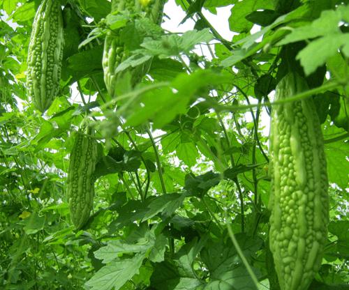 [GIÁ GỐC] Hạt giống khổ qua - Mướp đắng