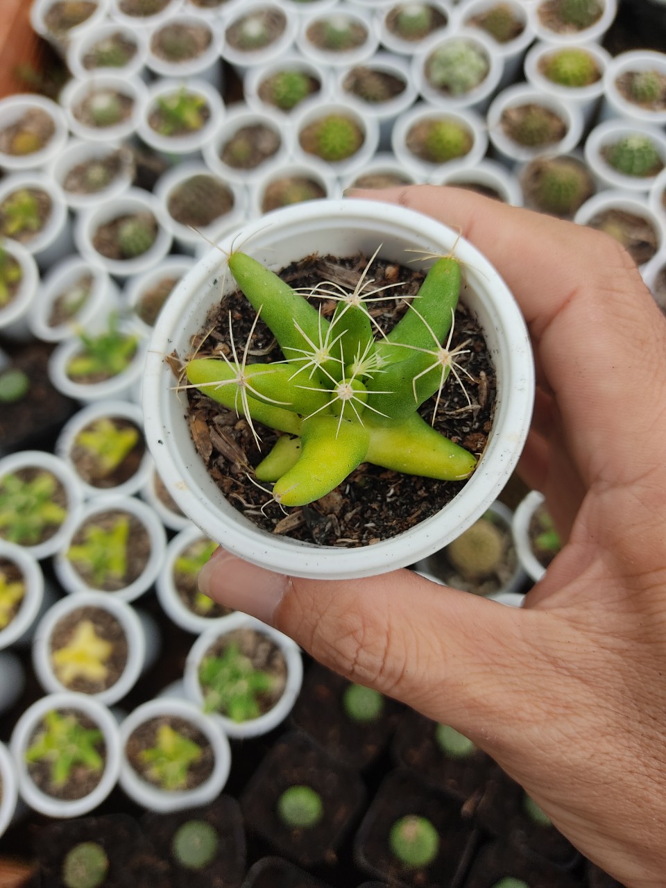 Xương rồng chuối