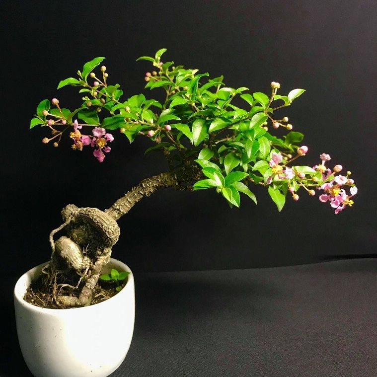 Cây giống Hồng Ngọc Mai zin