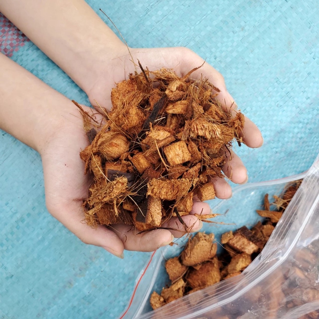 Giá thể vỏ dừa khô trồng lan