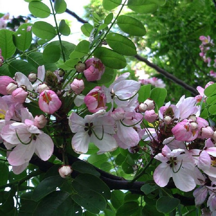 BẦU Cây Giống Muồng Hoa Đào- hoa siêu đẹp