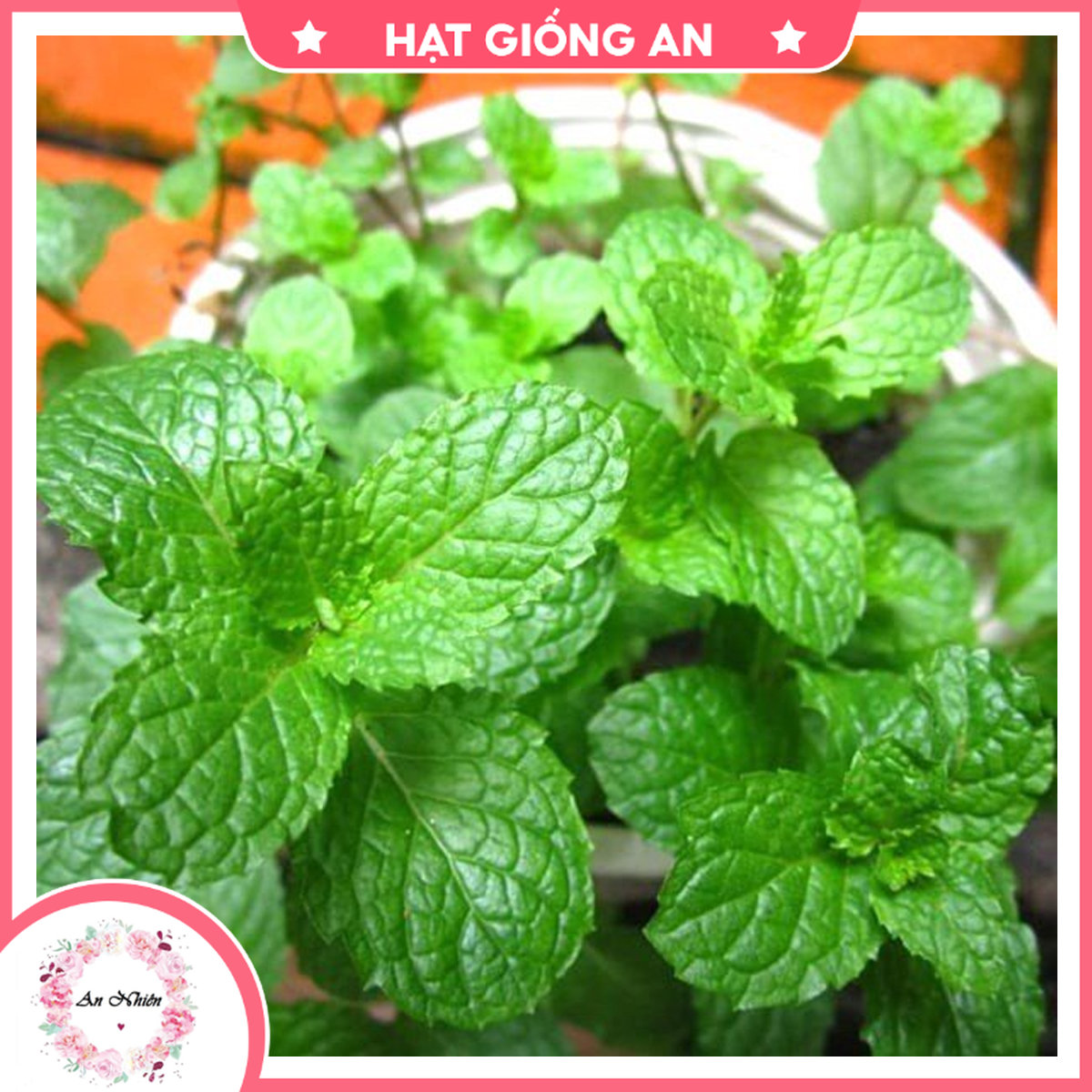Hạt giống rau bạc hà thái- hạt giống an1