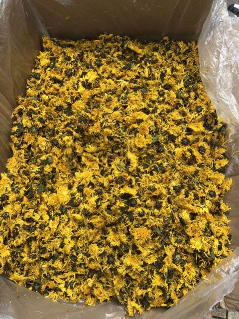 100gr hoa cúc vàng sấy khô nguyên chất