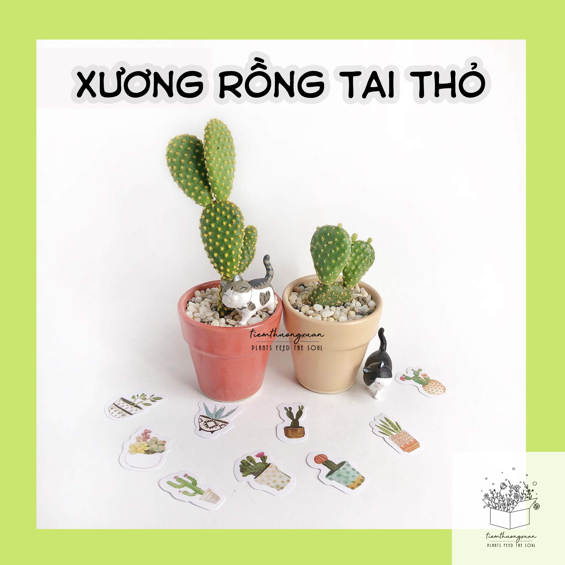 Xương rồng - Xương rồng tai thỏ dễ thương,sen đá,cây cảnh - Mini - Trang trí,decor bàn học - Tiệm thường xuân