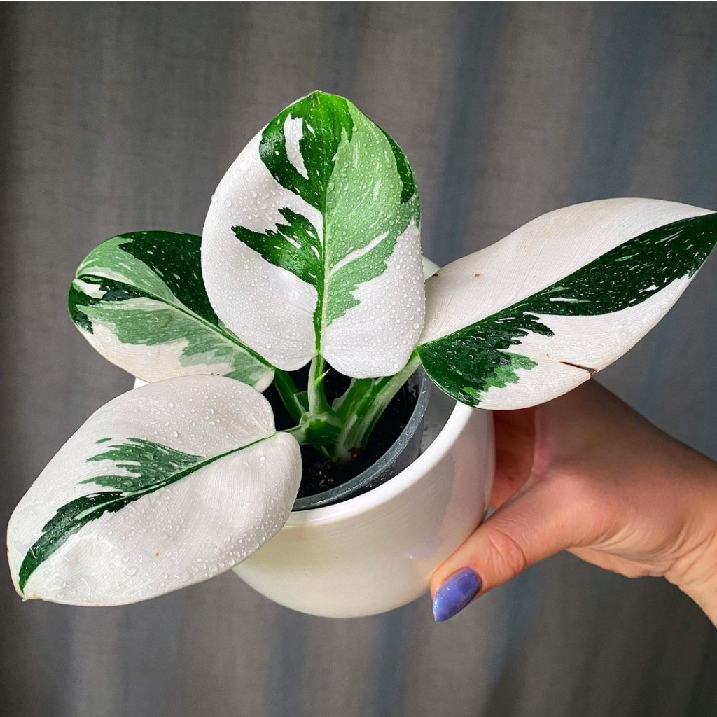 Philodendron white wizard ✨ freeship ✨ trầu bà phù thuỷ trắng