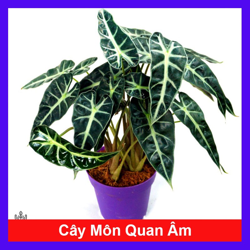 Cây Môn Quan Âm - cây cảnh mini - cây cảnh để bàn - caykiengsadec