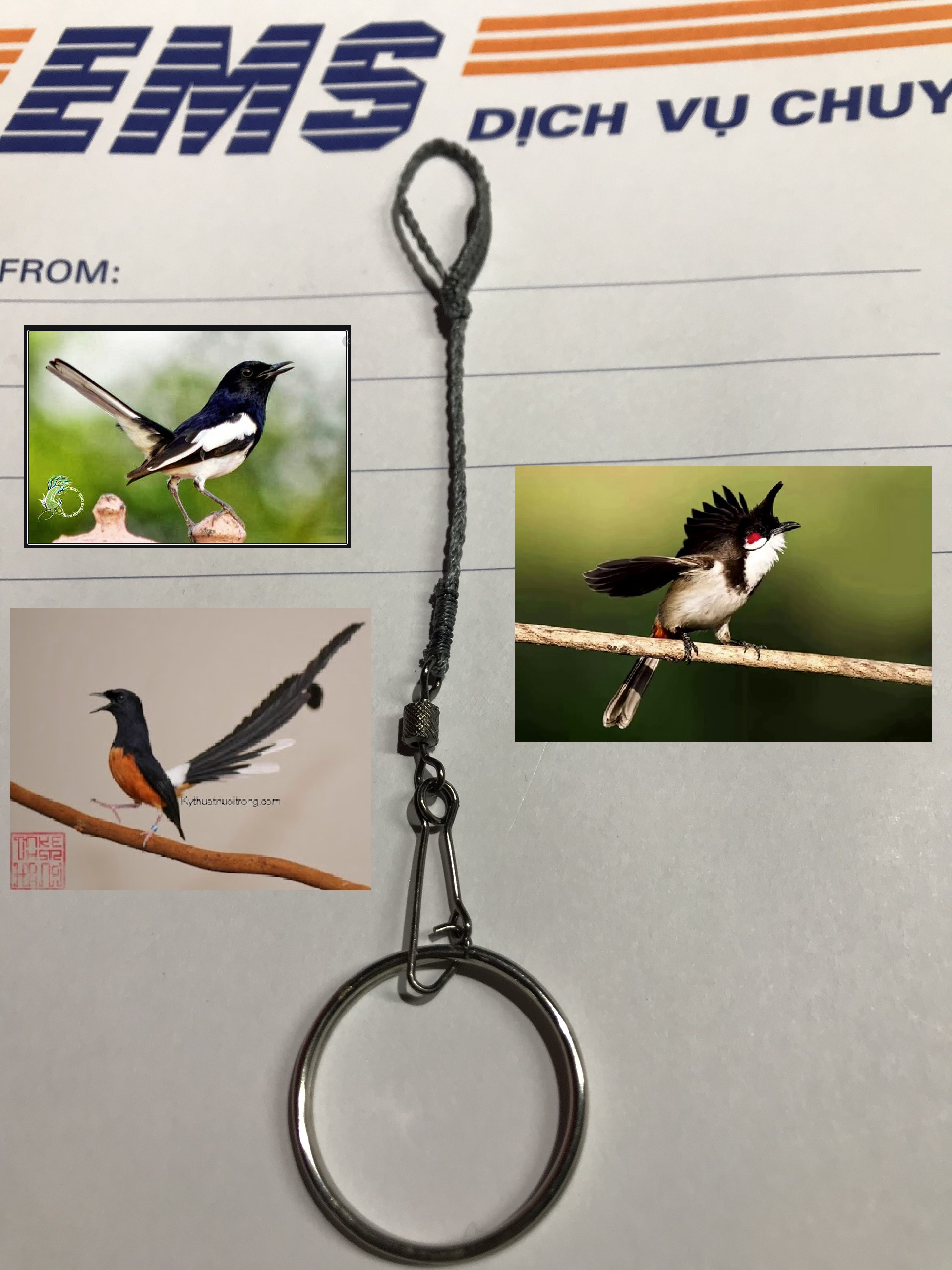 Dây xích chân chim chích chòe Lửa, Than, Chào mào (Xích 1 chân)