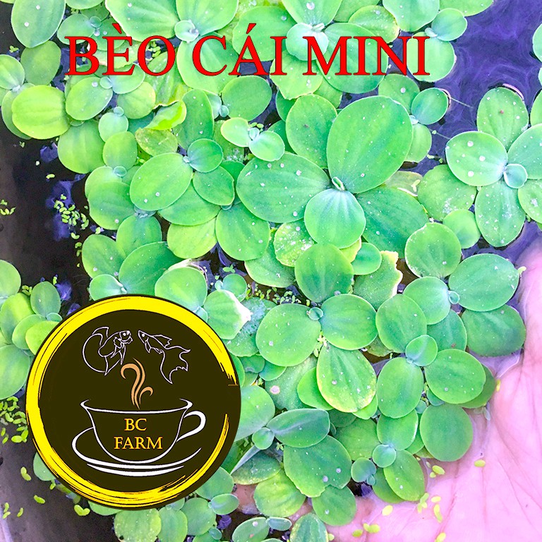 Bèo cái mini - siêu lọc nước