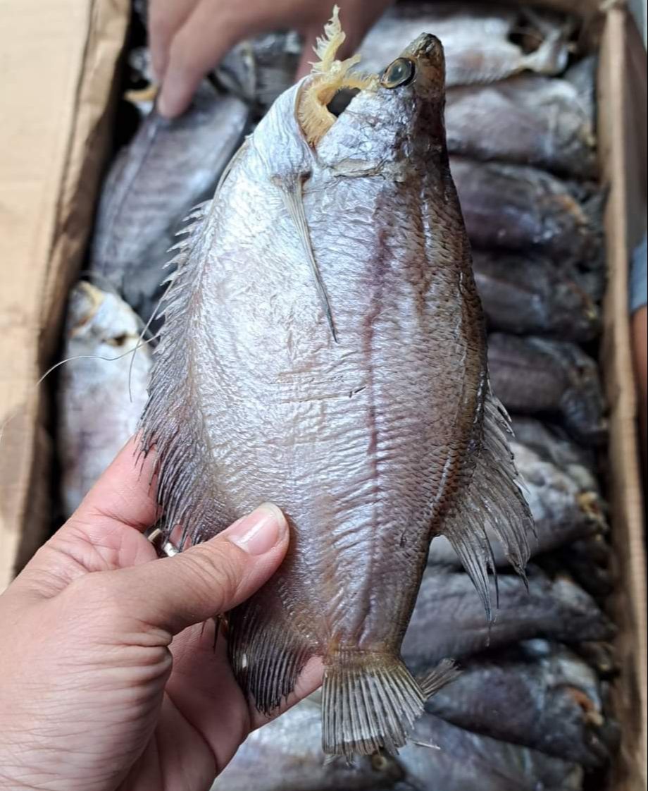Khô cá sặc bổi, size cá lớn 9-10 con 1kg ,cá lò tho vừa ăn, khô ngon chắc thịt,, sặc rằn, hàng loại 1 thịt thơm trắng đẹp, khô thoại sơn
