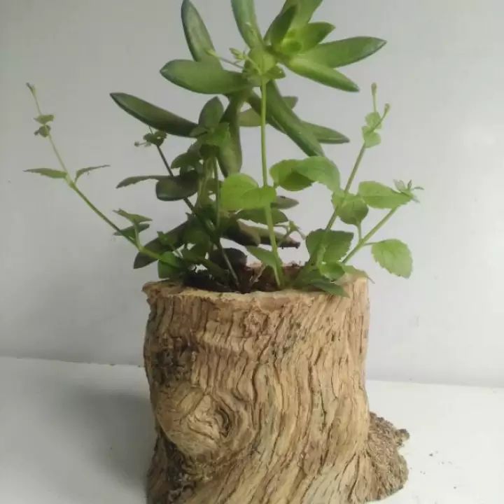 Chậu Gỗ Cà Phê Tự Nhiên Trồng Hoa Kiểng, Sen Đá, Phong Lan Dùng Trang Trí Bàn Làm Việc, Sân Vườn, Cửa Sổ