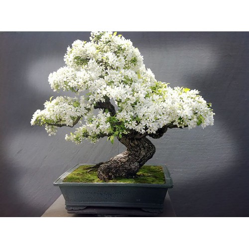 cây giống bạch tuyết mai