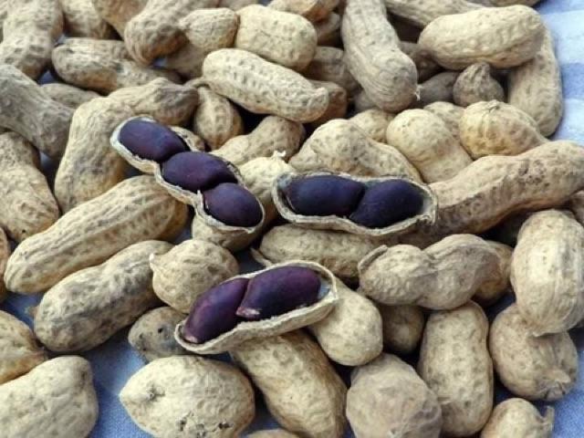 Hạt giống lạc đen,giống mới năng suất cao,kèm hướng dẫn chi tiết kỹ thuật gieo hạt.