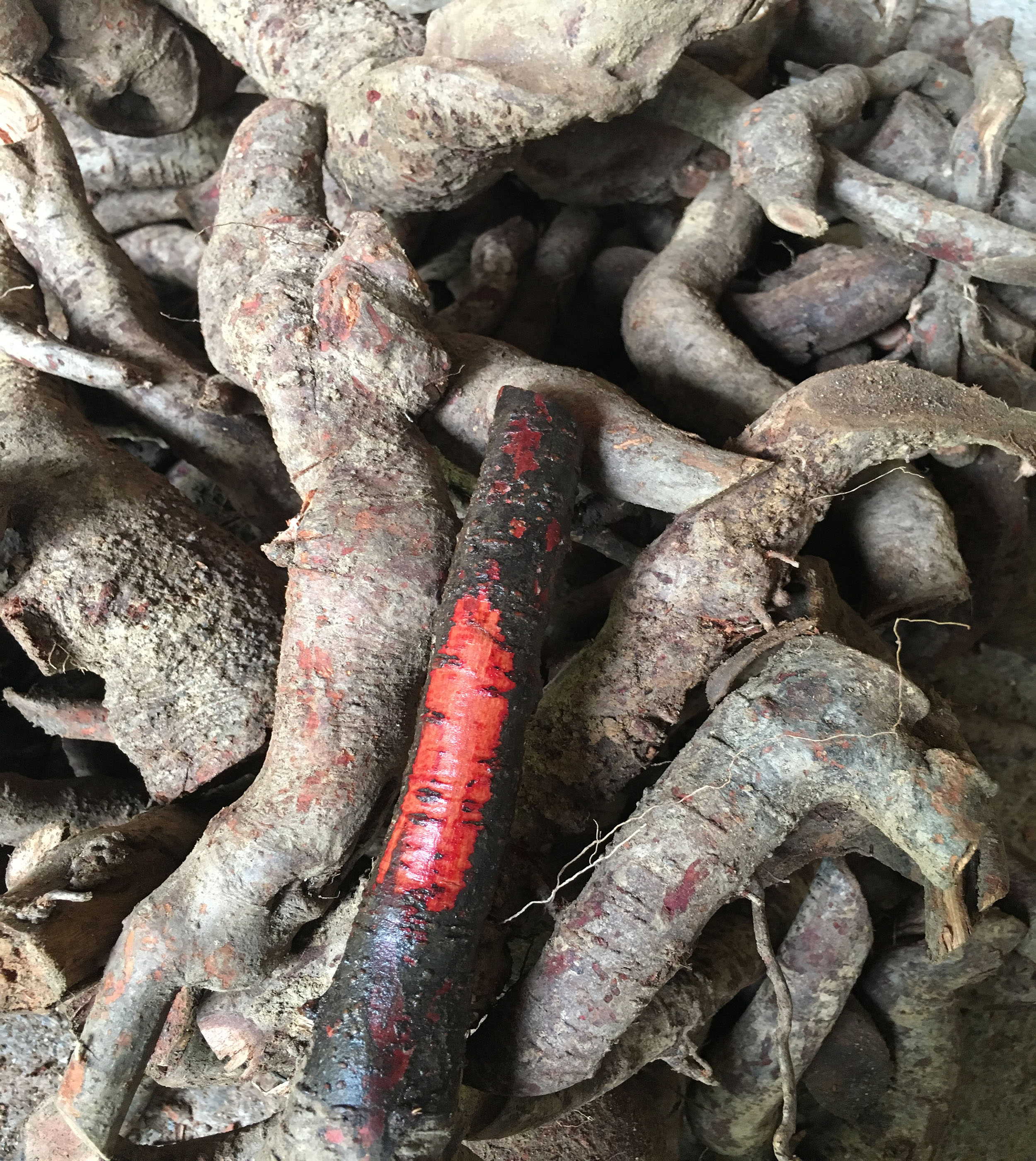 3 kg rễ mú từn tươi- hàng vip
