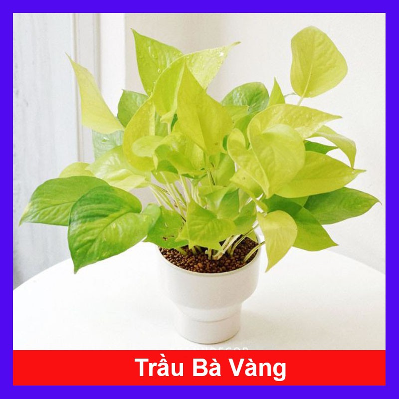 Cây trầu bà vàng - cây cảnh mini - cây cảnh để bàn - caykiengsadec