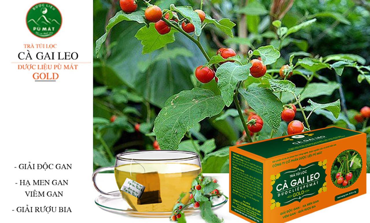 trà túi lọc Cà gai leo  - giải độc gan, hạ men gan, viêm gan, xơ gan, rôm sảy, mè đay, mụn nhọt do nóng gan, giải rượu bia