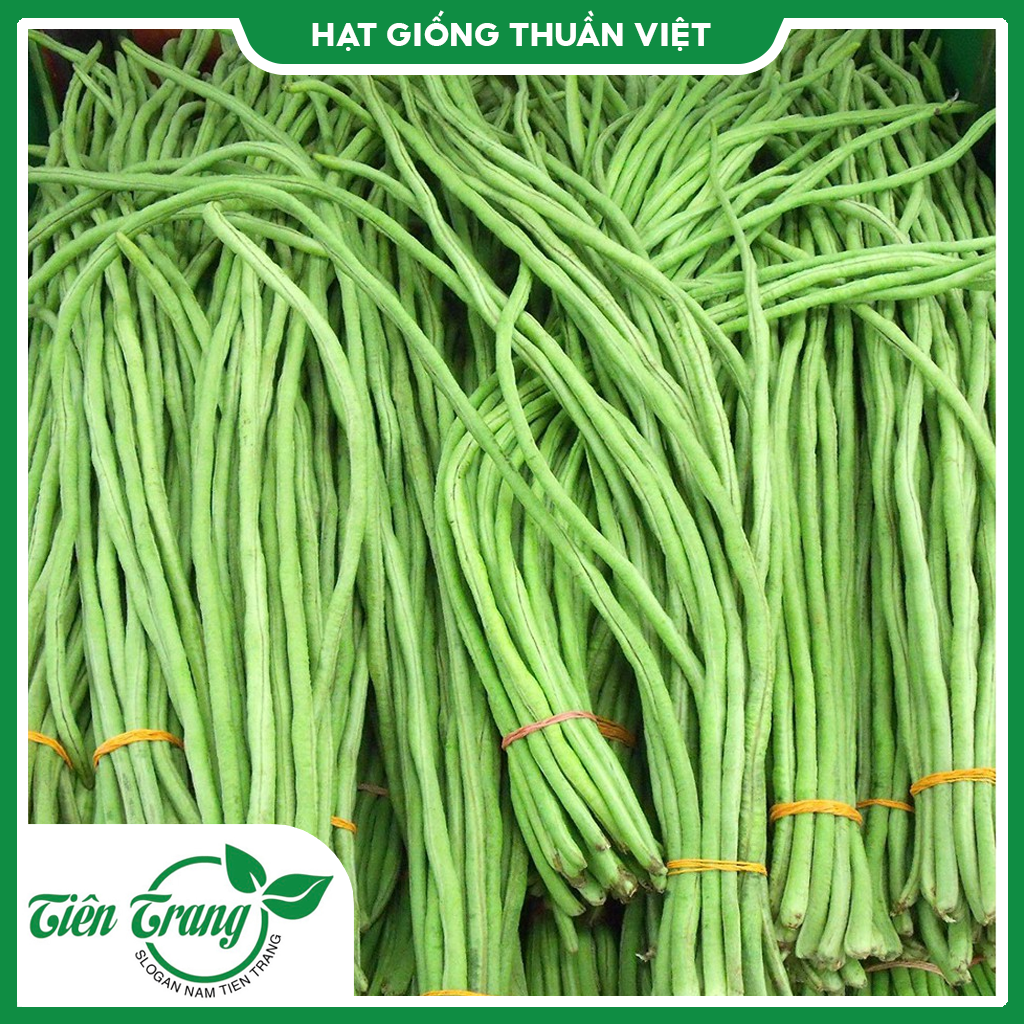 Hạt giống đậu đũa hạt đen trái xanh tn