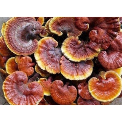 100g nấm lim xanh tây bắc , chuẩn nấm lim xanh