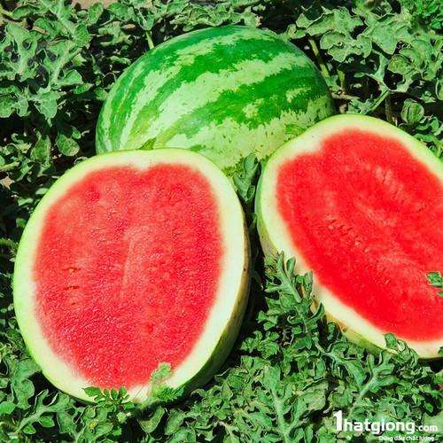 [HCM]Hạt giống dưa hấu vỏ xanh tròn vân siêu nhanh ra trái
