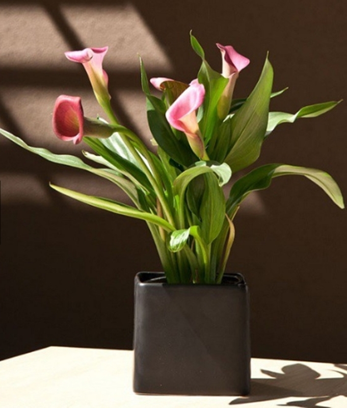 Hạt giống hoa rum