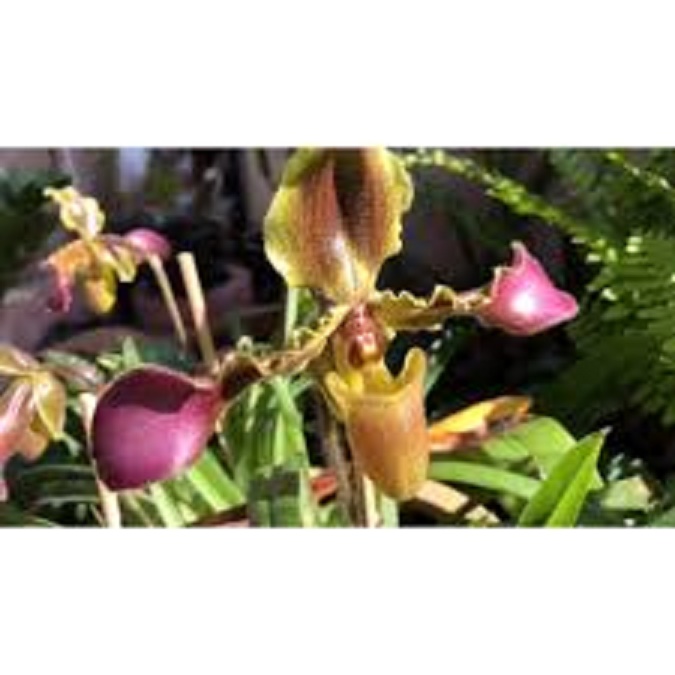 Cây lan hài vệ nữ hoa tím phân nhánh rừng tây bắc