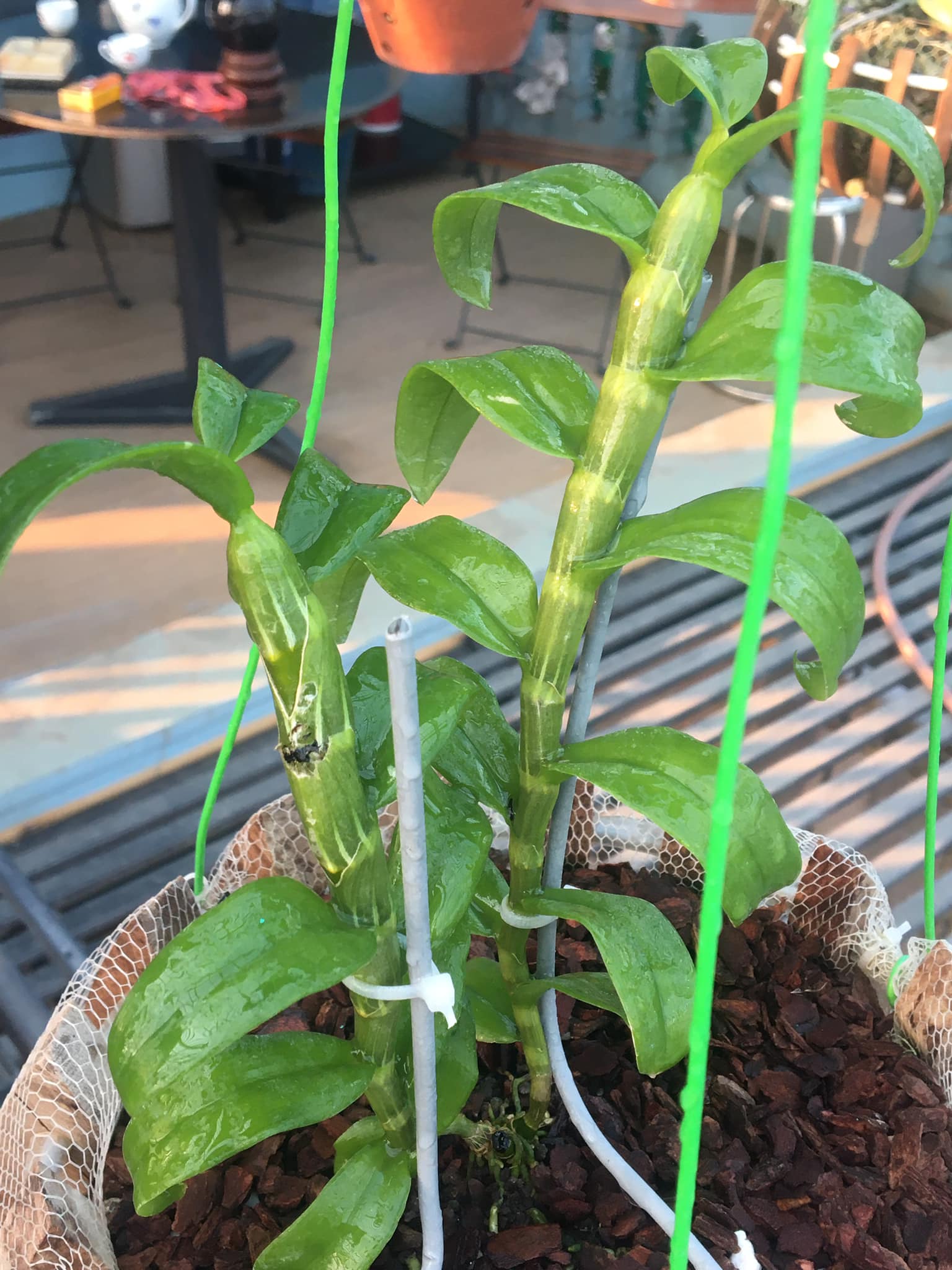 Phi Điệp 🍀FREESHIP🍀 5ct HO hàng gieo hạt [ 20cm ]