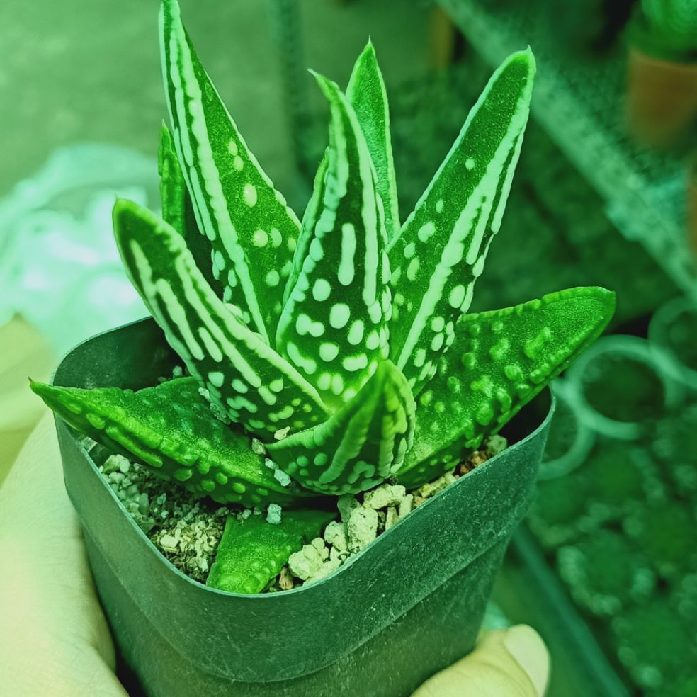 sen đá nha đam đốm trắng