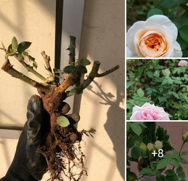 Combo 04 Gốc Hồng Cổ Đà Lạt Nhiều Màu