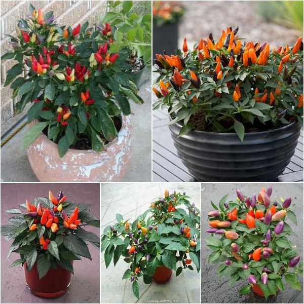 [HCM]ỚT KIỂNG MIX PHÚ NÔNG PN-24 GÓI 200MG CHẤT LƯỢNG CAO.