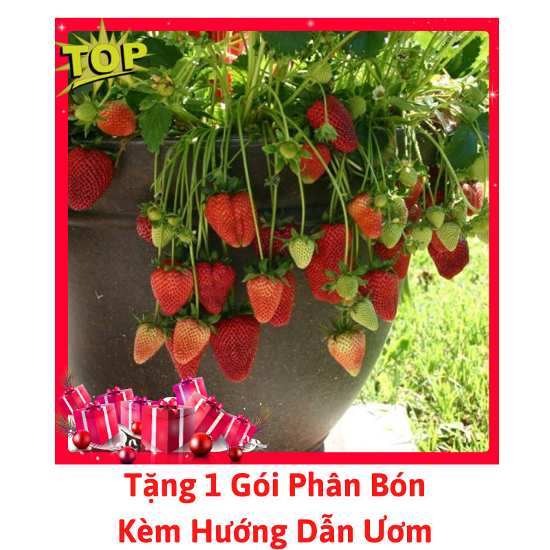 [Lấy mã giảm thêm 30%] Gói 100 Hạt Giống Dâu Tây Chịu Nhiệt - Tặng 1 Gói Phân Bón