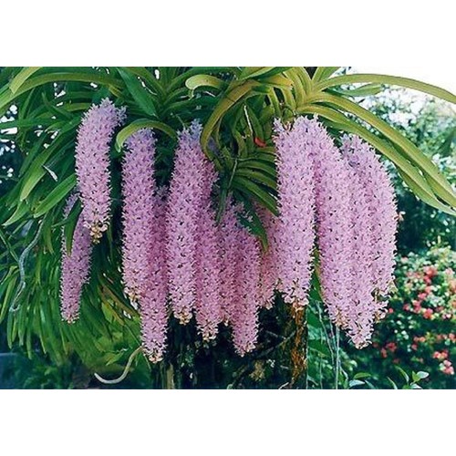 combo 5 cây giống lan đuôi chồn