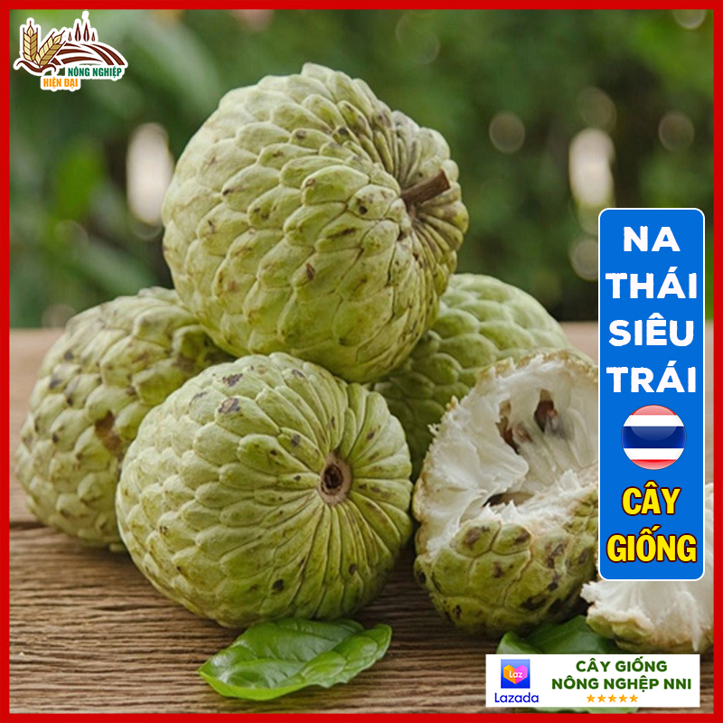 Cây na Thái - na xiêm cây F1 chuẩn giống cho quả to, thân cao từ 40-50cm sinh trưởng nhanh | QD45