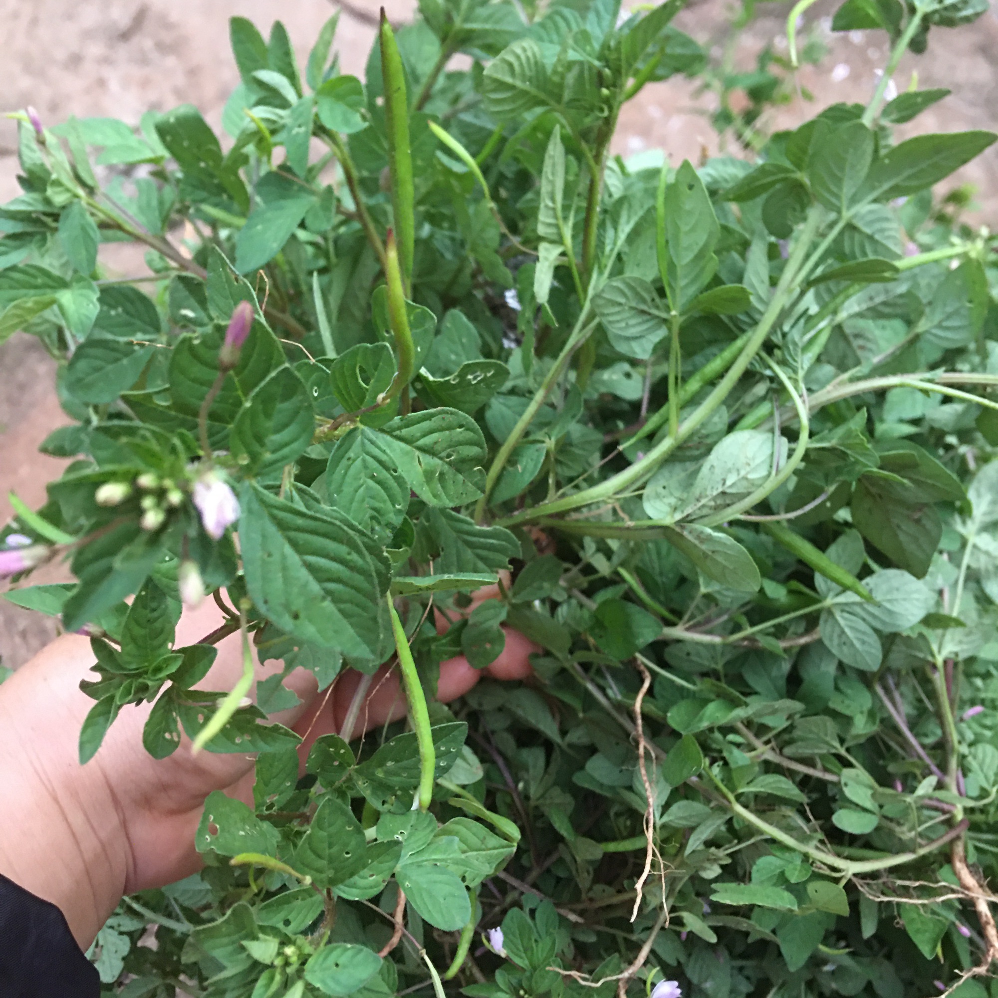Mần ri phơi khô nguyên cây 1kg 70k