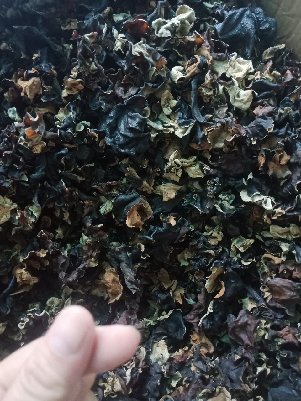 Mộc nhĩ rừng giòn ngọt