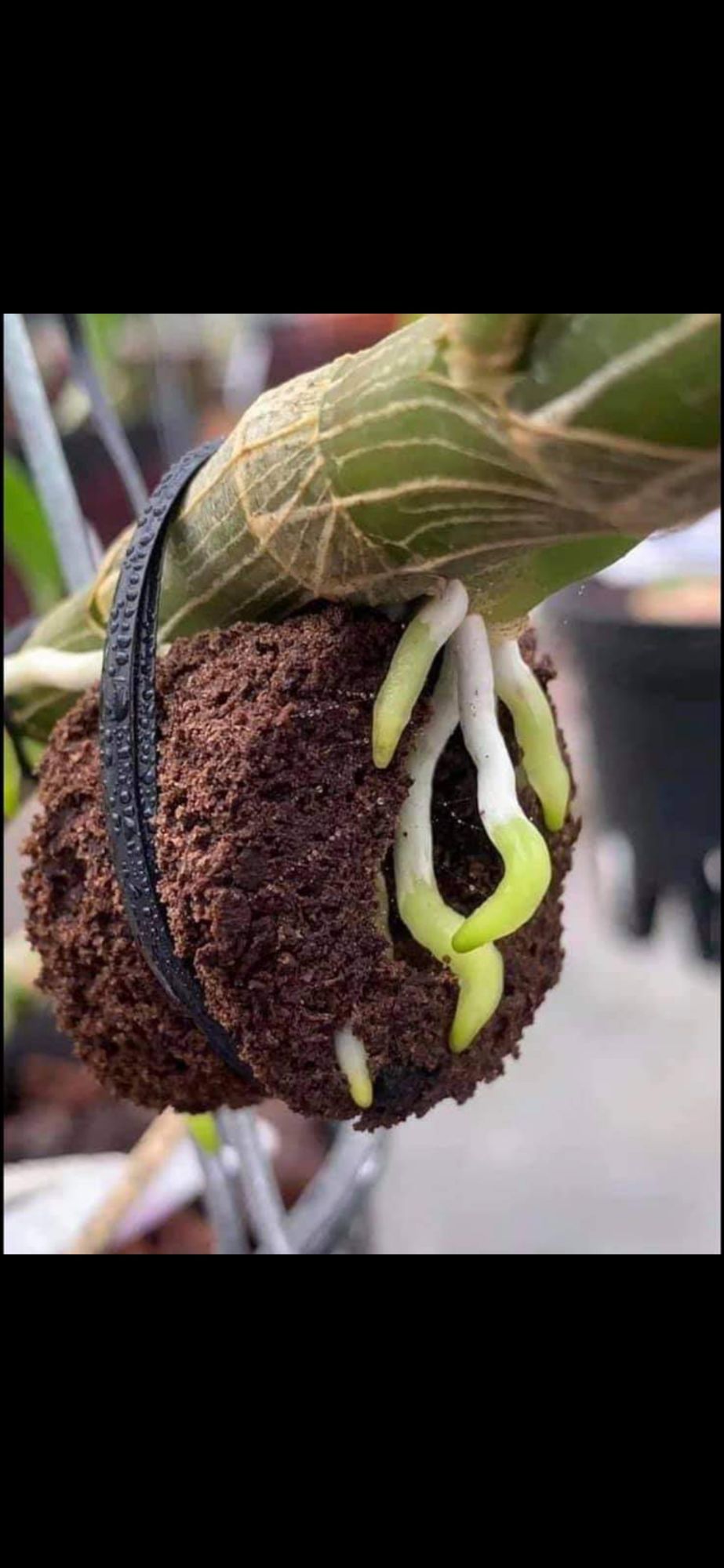 Mút ươm kie