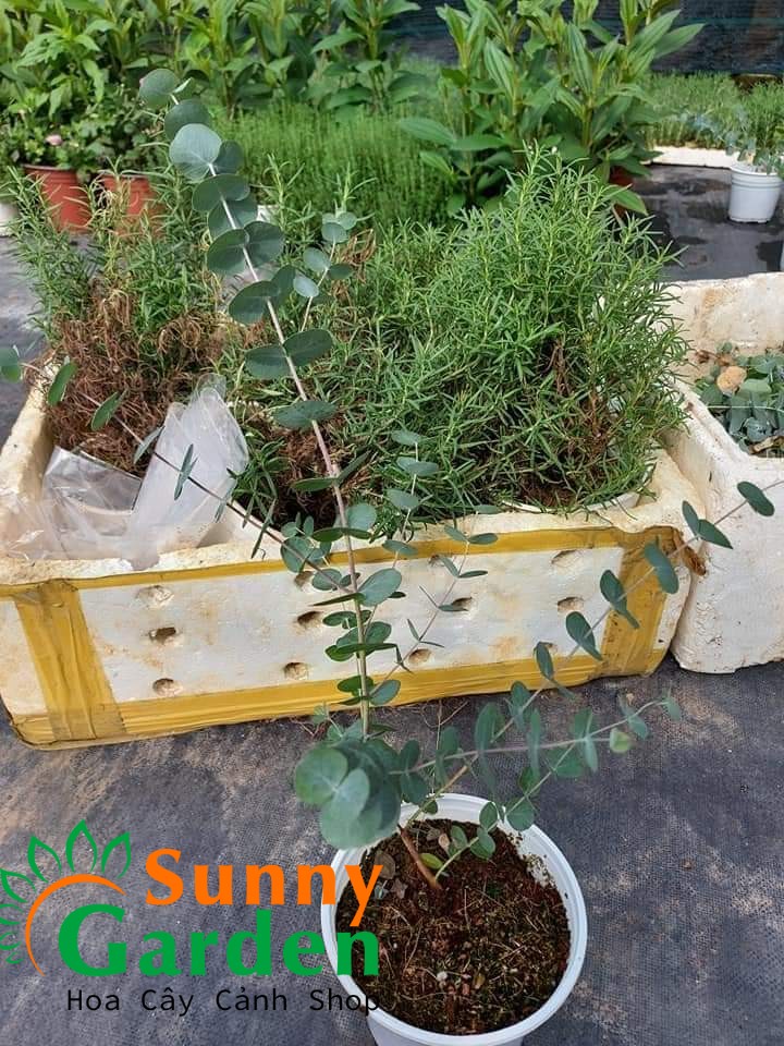 Cây khuynh diệp - cây phong thủy