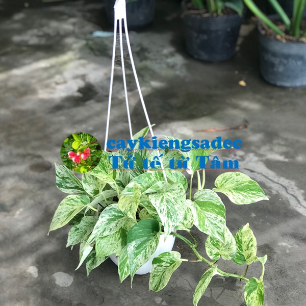 caykiengsadec - Trầu bà sữa chậu treo + tặng phân bón cho cây mau lớn - hoa kiểng lá - trang trí nội thất cảnh quan sân vườn ngoài trời