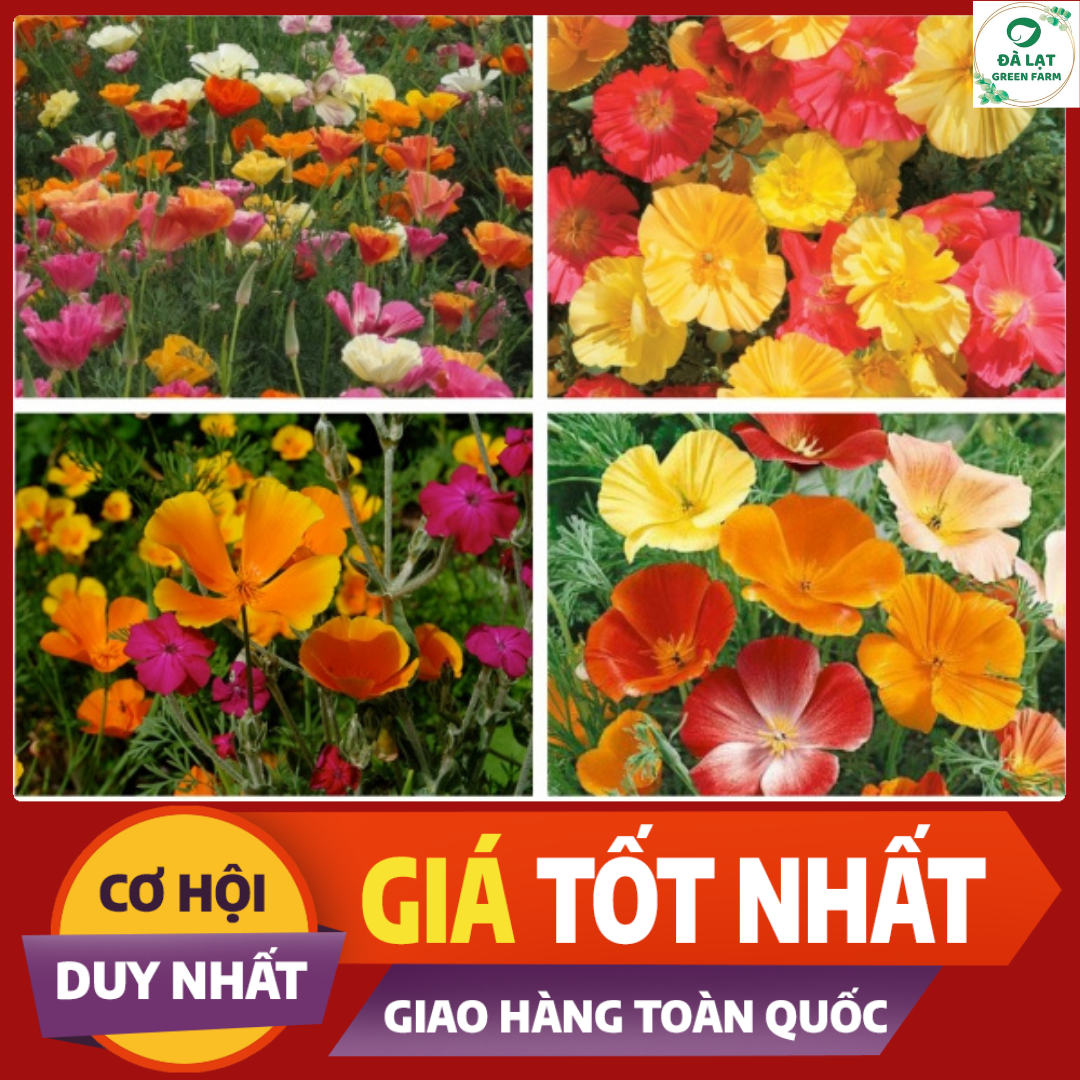 Hạt giống Hoa Poppy nảy mầm siêu chuẩn