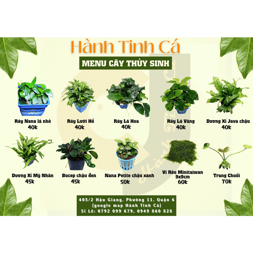 Ráy, Bucep, Trang Chuối - Cây thủy sinh ít chăm, dễ trồng, không cần CO2 phụ kiện trang trí hồ thủy sinh