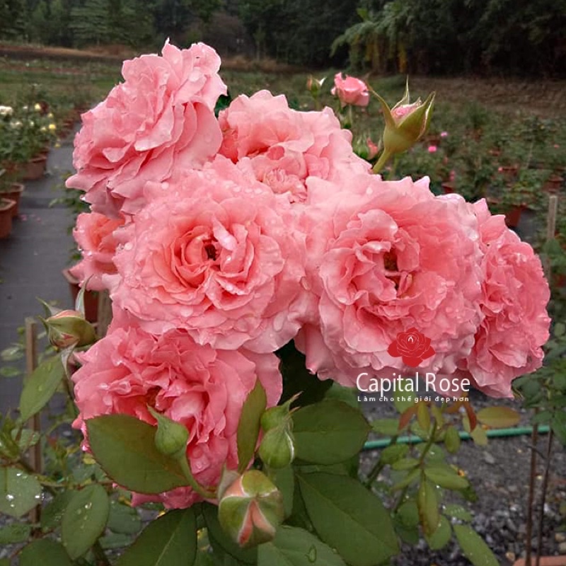 Hoa hồng Nhật Corail Gelee Rose - màu cam cá hồi