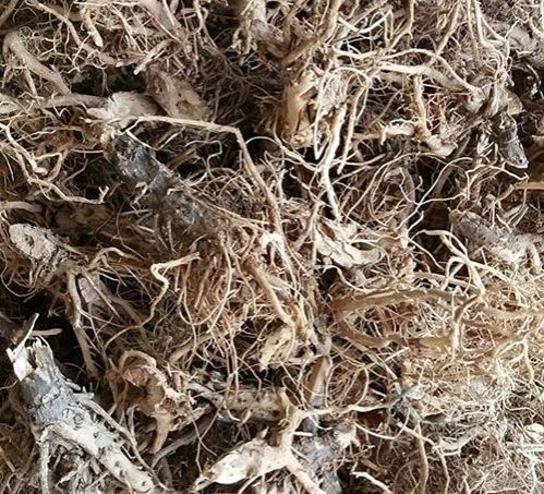 Rễ bồ công anh - Giải độc gan, hỗ trợ tiêu hóa - Trà thảo mộc
