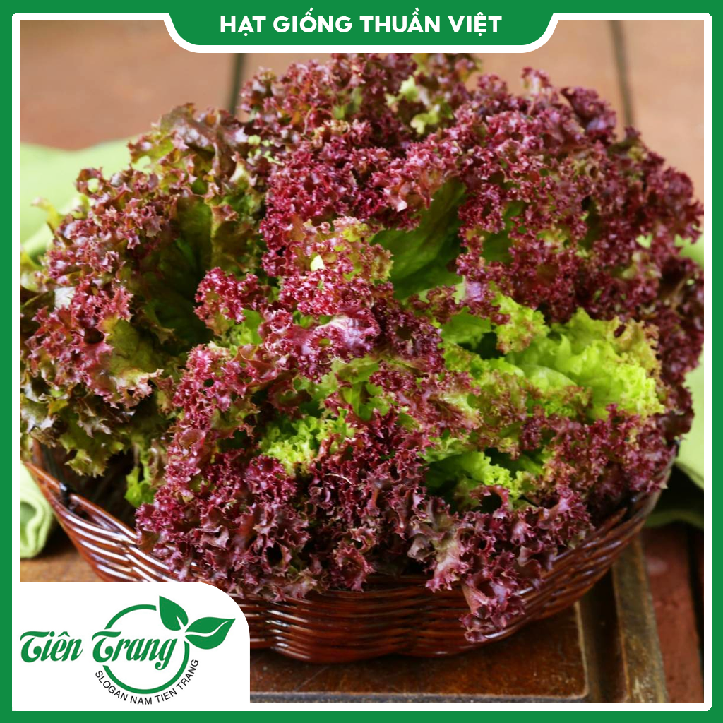 Hạt giống rau xà lách xoăn xanh tn - xà lách xoăn tím tn