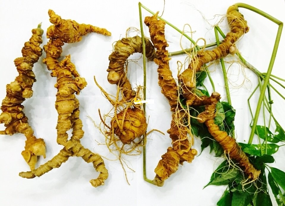 cây giống sâm ngọc linh