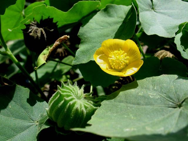 [Chỉ giao miền Nam 1-2 ngày tới] 1Kg thân lá cây Cối Xoay tươi, đóng gói hút ẩm, đảm bảo tươi nguyên (cây kim hoa thảo, cây nhĩ hương thảo, hay ma mãnh thảo, cây dằng xay, kim hoa thảo, ma mãnh thảo, nhĩ hương thảo)