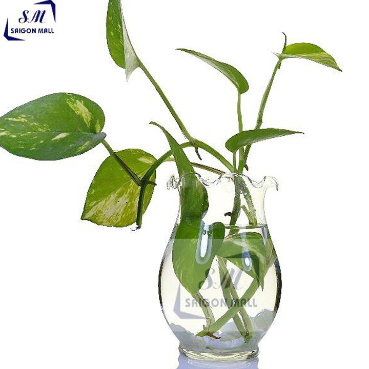 [HCM]Chậu trồng cây thủy canh hình bầu lớn miệng bèo quả dưa bèo lớn - lọ thủy tinh + tặng kèm sỏi ngoài ra dùng cắm hoa nuôi cá bình trang trí bàn rất xinh