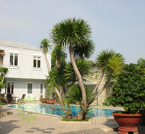 Cây phát tài núi - cây đại lộc, cây phất dụ rồng hay cây huyết rồng-chậu 1 thân