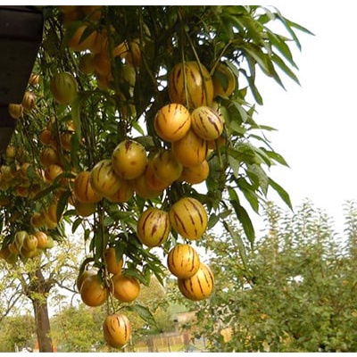 Dưa hấu nam mỹ Pepino vàng - cây choai lớn sắp ra hoa